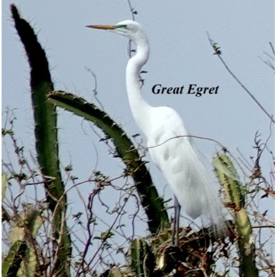 Great Egret